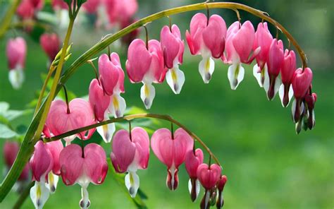 Dicentra