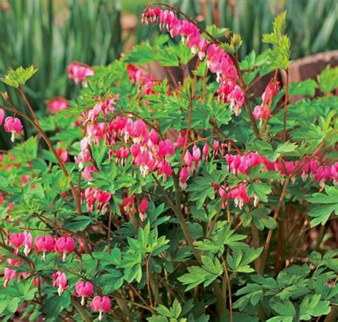 Dicentra spectabilis (2-3 eye) - Degroot