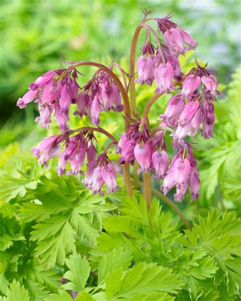 Dicentra6 Onlyfans Leak XxX 😈 88 Videos