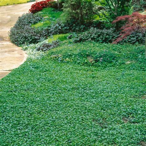 Dichondra lawn. Park Seed sells Dichondra repens for hanging basket displays. All dichondras spread by runners and fill in fast for lawn areas or drape in potted conditions. Flea beetles can be a problem. If your ... 