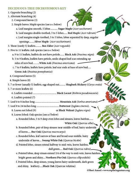 Dichotomous Key For Native Trees Worksheet