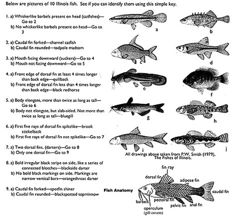 Dichotomous Key To Classify Freshwater Fish Lab