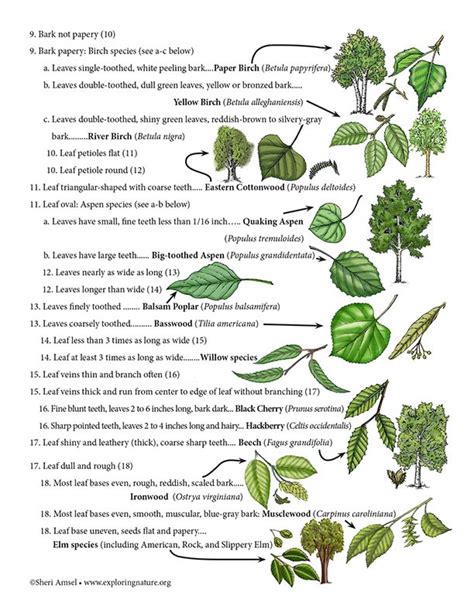 Dichotomous Tree Key Printable