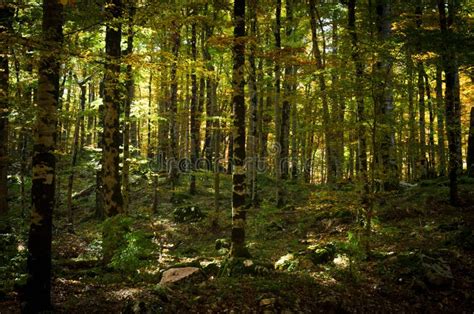 Dichter Wald Videos and HD Footage - Getty Images