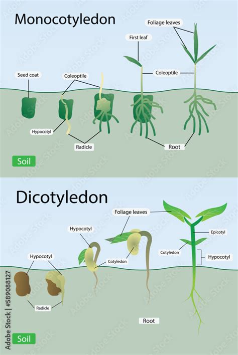 Dicotyledonous and Monocotyledonous Seed - Vedantu