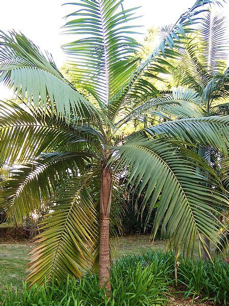 Dictyosperma album - Palmpedia - Palm Grower