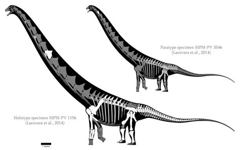 Did Titanosaurs like Dreadnoughtus and Argentinosaurus …