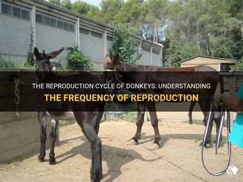 Did she fuck a donkey.  Reproductive behaviours Sexual behaviour is often more exa...