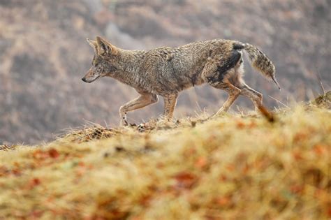 Did tagged coyote in San Jose make its way from San Francisco?