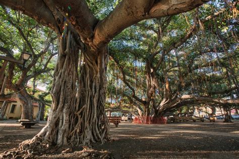 Did the banyan tree in Hawaii's historic Lahaina Town survive the wildfire?