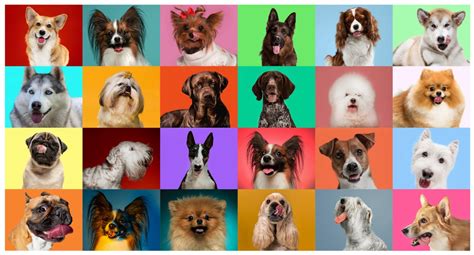 Did you know that dog diversity is down to 1% of their DNA?