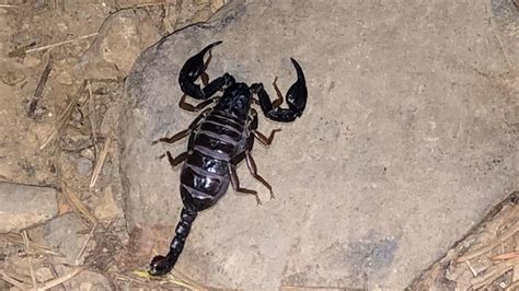 Did you know there are scorpions in this river gorge?