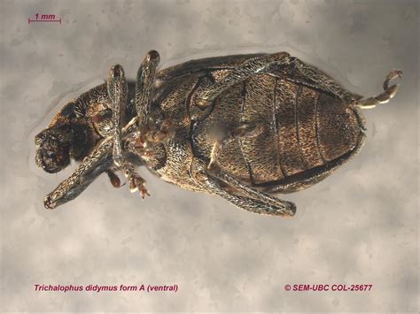 Didymus definition.  form, &Theta;&omega;&mu;&alpha;͂&sigmaf;, G2605, is a transliteration of תּ�...