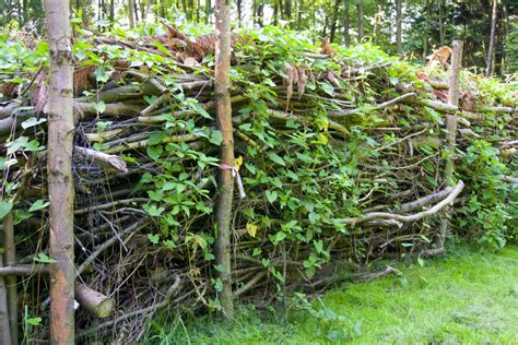 Die Benjeshecke » kostengünstige Alternative zur grünen Hecke?