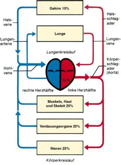 Die Blutverteilung im initialen kraniellen Computertomogramm im ...