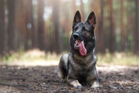 Die Geschichte des Deutschen Schäferhundes Hunde