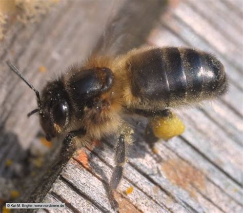 Die dunkle europäische honigbiene apis mellifera mellifera linnaeus 1758. - Deutz fahr agrotron 215 265 operating maintenance manual.