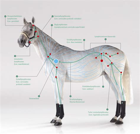 Die gesundheitsbibel des pferdes die kurzanleitung zur diagnose häufiger veterinärmedizinischer probleme. - Honda crf 450 service manual 2015.