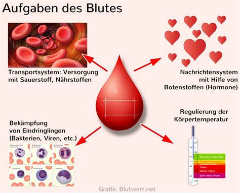 Die zählung der blutkörperchen und deren bedeutung für diagnose und therapie. - New holland backhoe model lb75b manual.