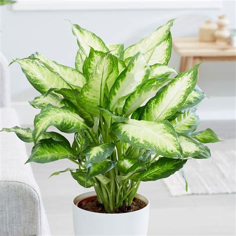 Dieffenbachia cane. Dieffenbachia, commonly known as Dumb Cane, is a popular houseplant cherished for its striking, patterned foliage. This tropical plant includes several species and varieties, each with unique leaf patterns and colors. Dieffenbachia’s leaves are large, broad, and often variegated with a mix of green, white, and sometimes … 