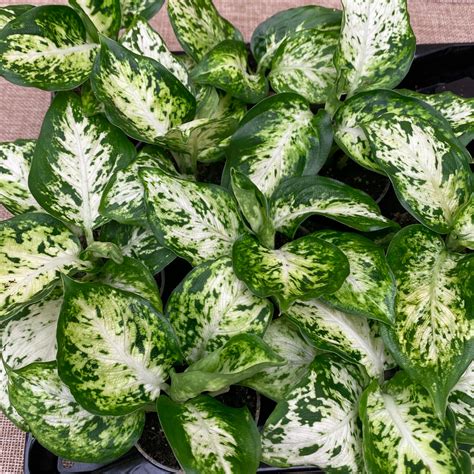 Dieffenbachia maculata Plant Care & Growing Basics: Water, Light, …