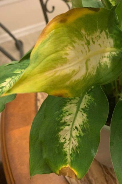Dieffenbachia problems. 05-Jan-2011 ... Under watering a dieffenbachia can cause wilting and make the plant more susceptible to light stress issues. It appear that the dieffenbachia is ... 