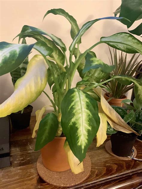 Dieffenbachia yellow leaves. Sep 28, 2023 ... Overwatering is a common cause of yellowing leaves in Dieffenbachia. When the plant is watered too frequently or the soil is constantly wet, the ... 