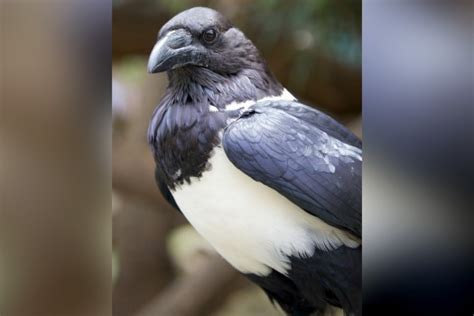 Diego, a shy African crow, is missing from the Oakland Zoo. Here’s how you can help