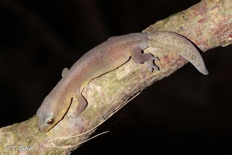 Dierogekko nehoueensis - Wikipedia