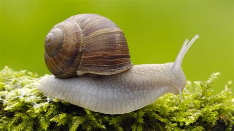 💦 Dieschneckee Leaked [HD] 154 Pics