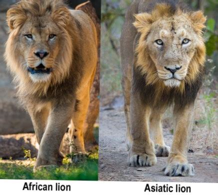 Diferencia leon y leonbets.