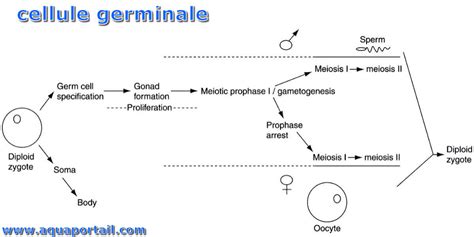 Différence entre les cellules somatiques et germinales