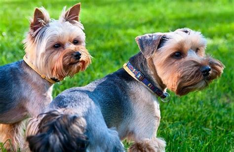 Difference Between A Purebred Yorkie And A Mixed Breed ... - YouTube