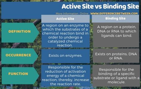 Difference Between Active Site and Binding Site