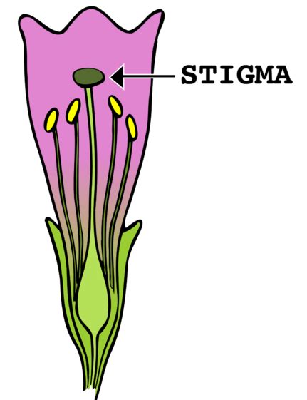 Difference Between Anther and Stigma Definition, Features, Ty…