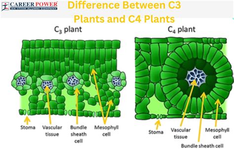 Difference Between C3 And C4 Plants in Tabular Form - Toppr