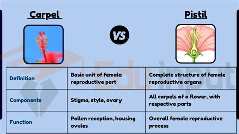 Difference Between Carpel and Pistil (with Comparison Chart and ...