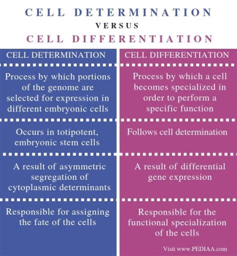 Difference Between Cellular Differentiation and Cell Division Compare