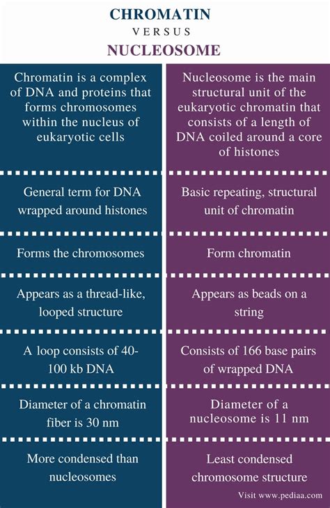 Difference Between Chromatin and Nucleosome