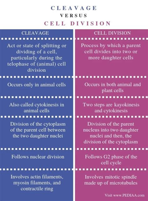 Difference Between Cleavage and Cell Division Compare the Difference
