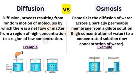 Difference Between Diffusion and Osmosis