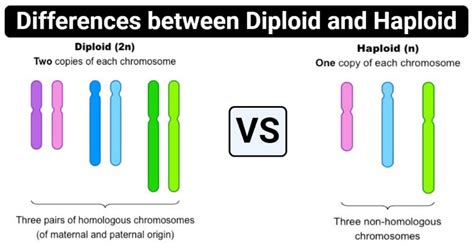 Difference Between Diploid and Haploid Diploid vs Haploid