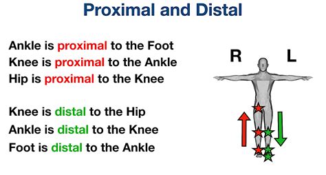 Difference Between Distal and Proximal