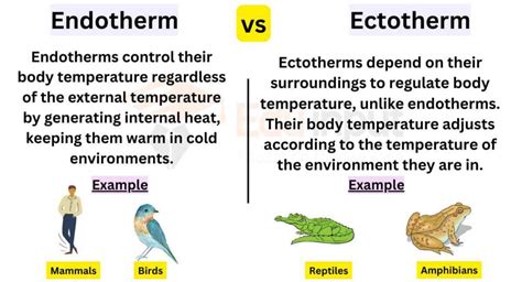 Difference Between Ectotherm and Endot…