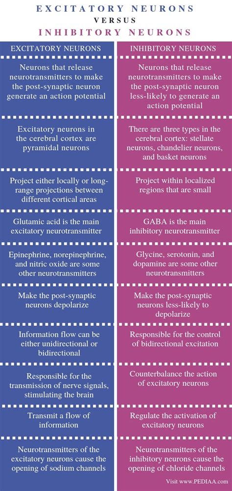 Difference Between Excitatory and Inhibitory Neurons