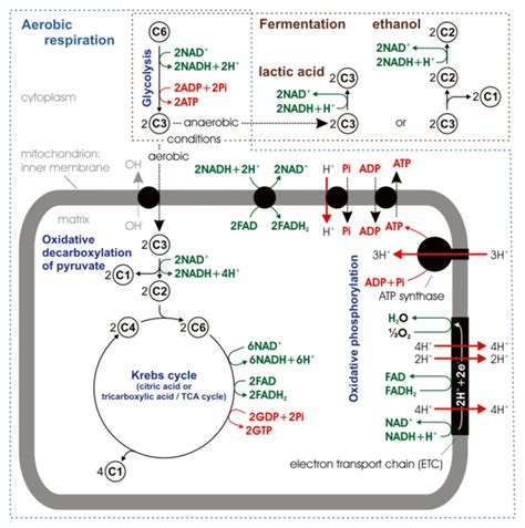 Difference Between Fermentation and Respiration Characteristics