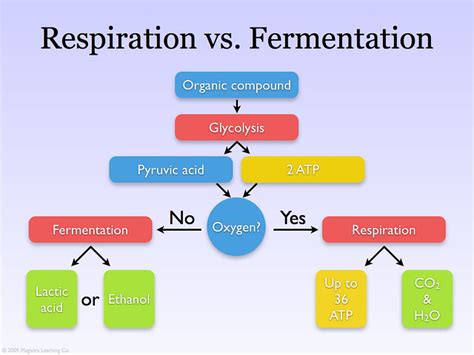 Difference Between Fermentation and Respiration Compare the