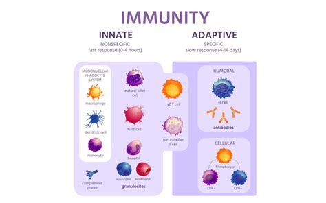 Difference Between Innate Immunity And Adaptive Immunity