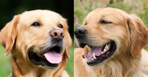 Difference Between Labrador And Golden Retriever Puppies