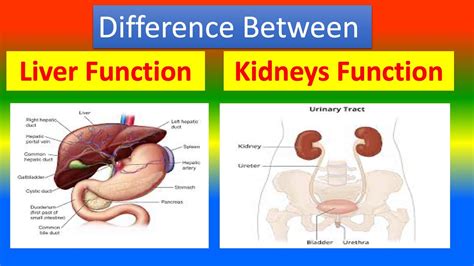 Difference Between Liver and Kidney Definition, Anatomy, Phys…